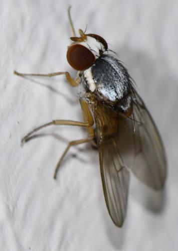 Leucophenga maculata